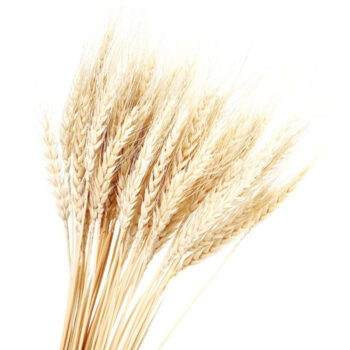 Сухоцвет Пшеница белый 60см 75гр